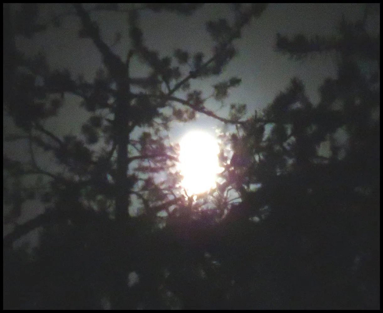 moon light from bright moon highlights pine branches.JPG