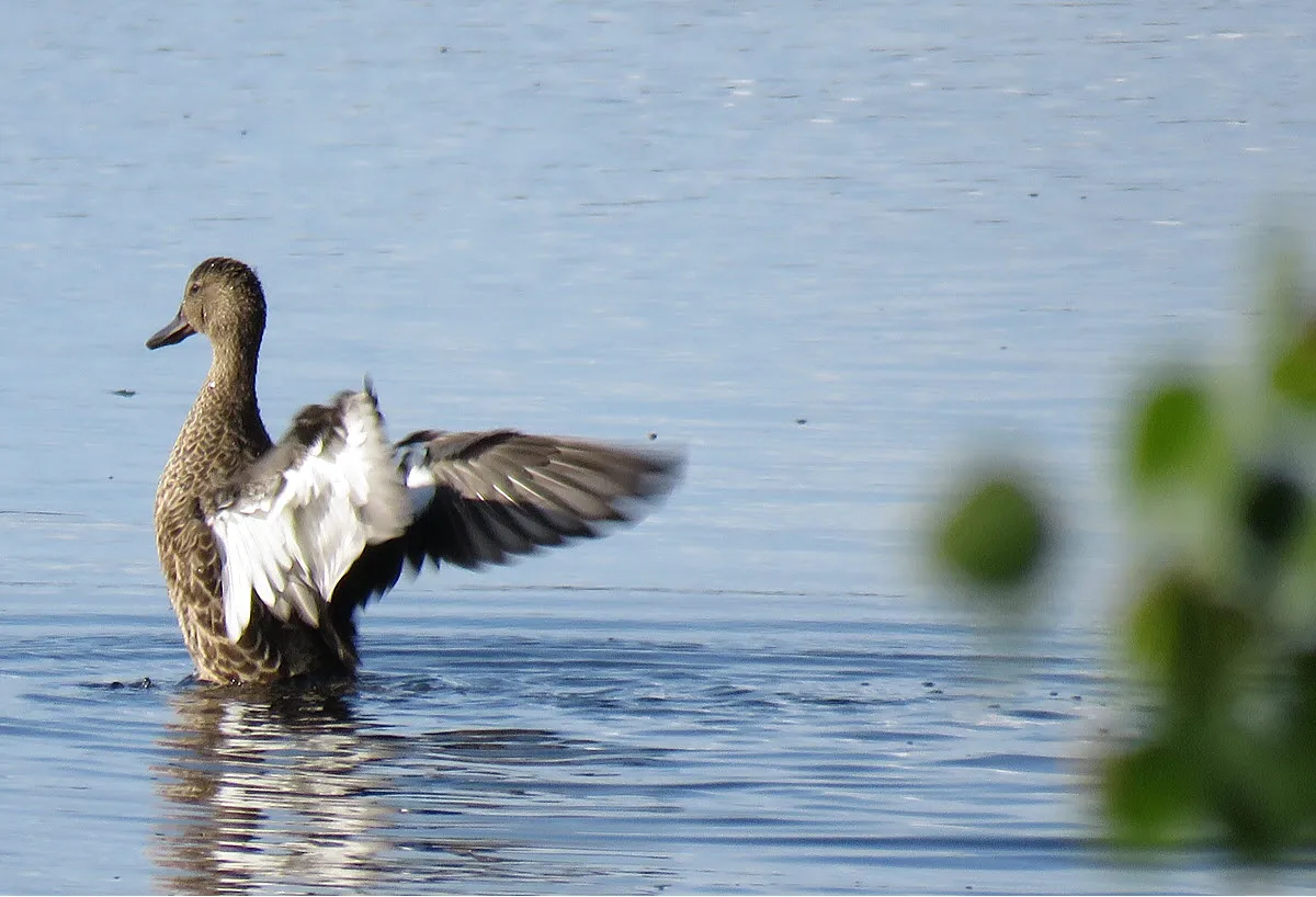 close up blue winged teal duck stretching its wings.JPG