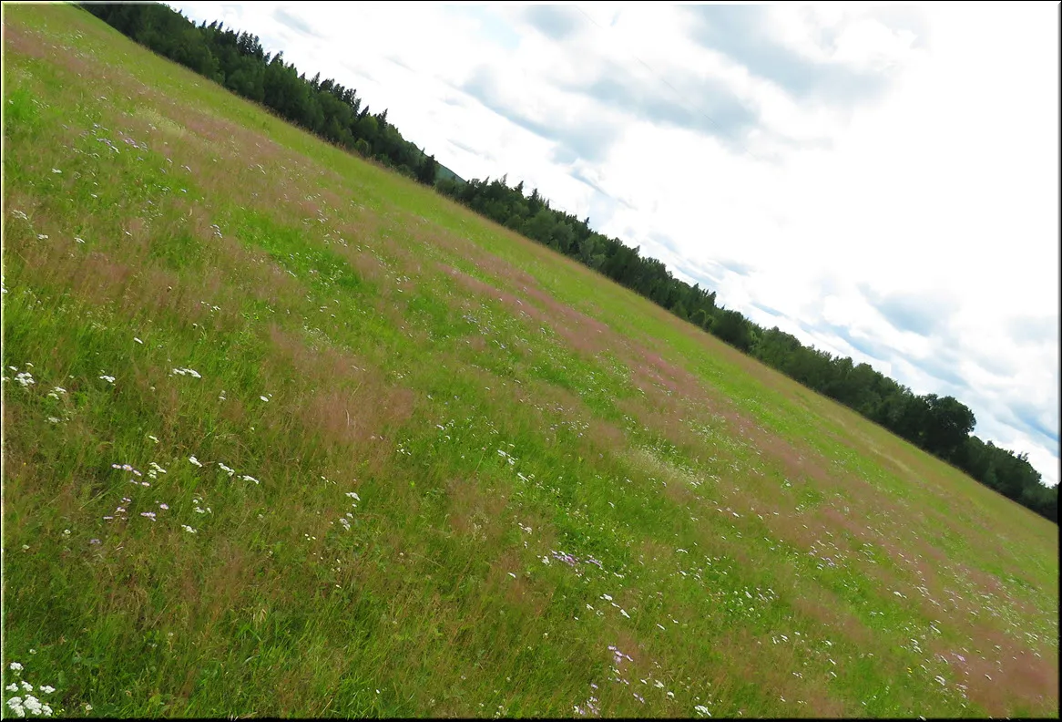 waves of pink from grass heads in wildflower meadow.JPG