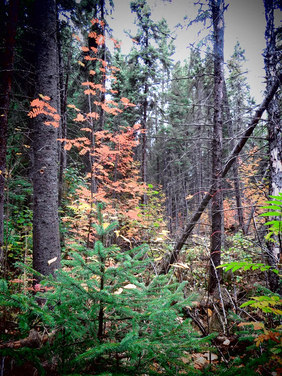 focus on bright orange mountain ash by young spruce.JPG