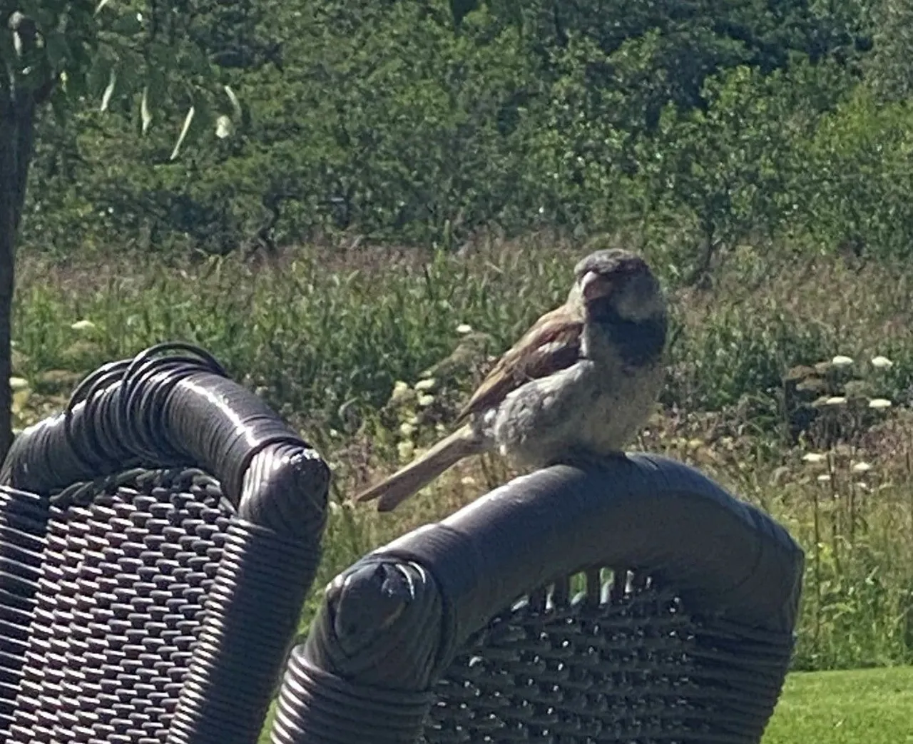 A lil' house sparrow (gråspurv) graced us with his presence.