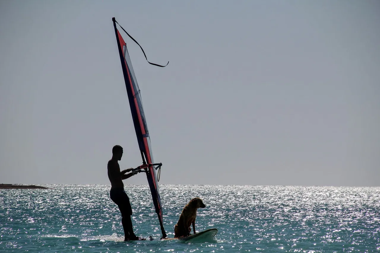 06 Golden Retriever Surfs.jpg
