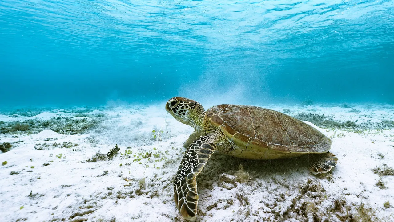 Green Turtle.jpg