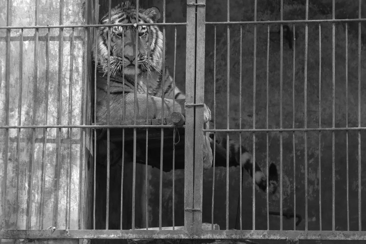 02 Tiger Caged.jpg