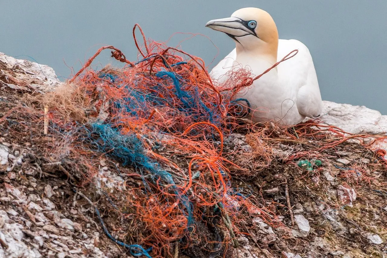 04 Gannet Poison Nest.jpg