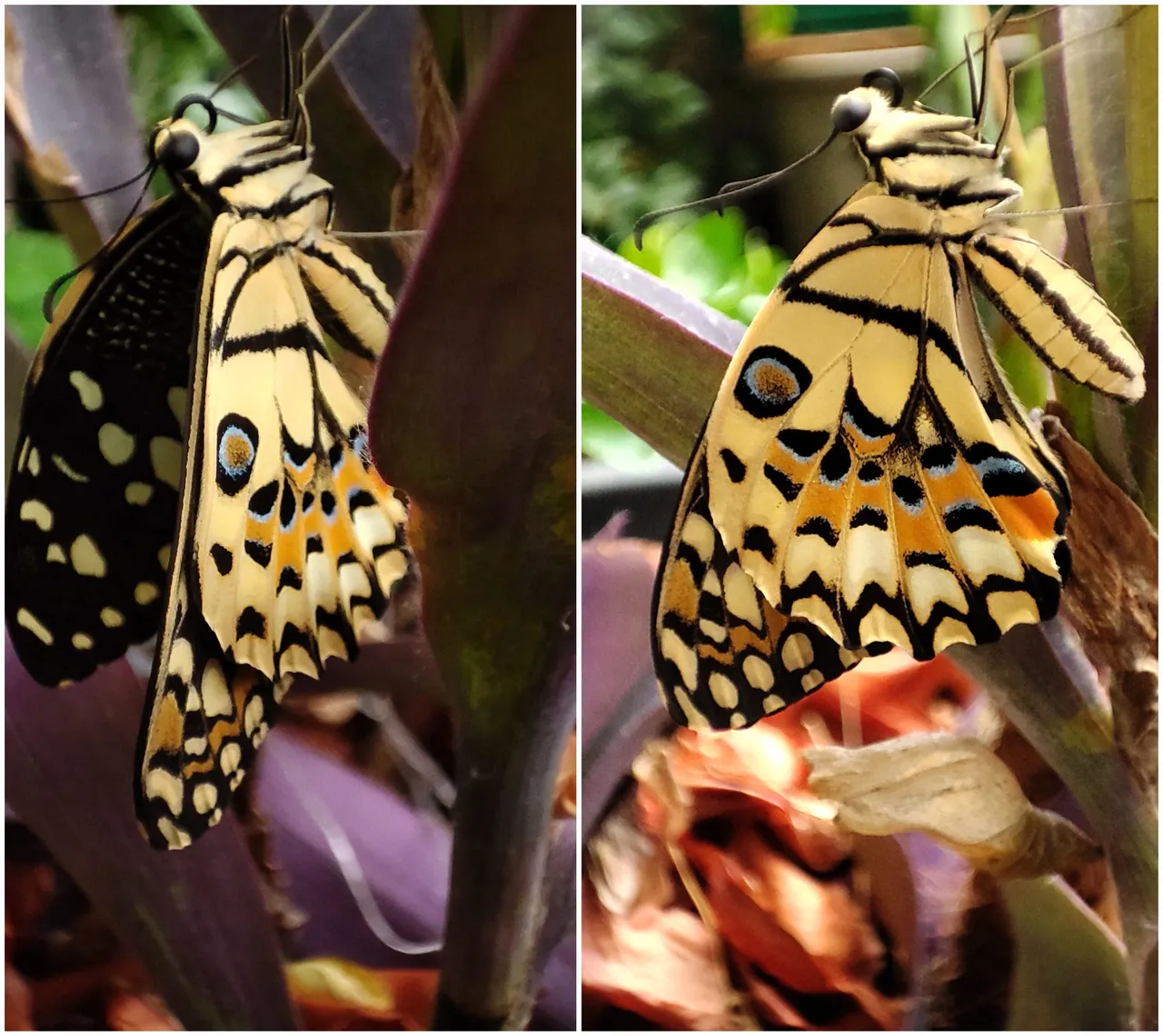butterfly1.jpg