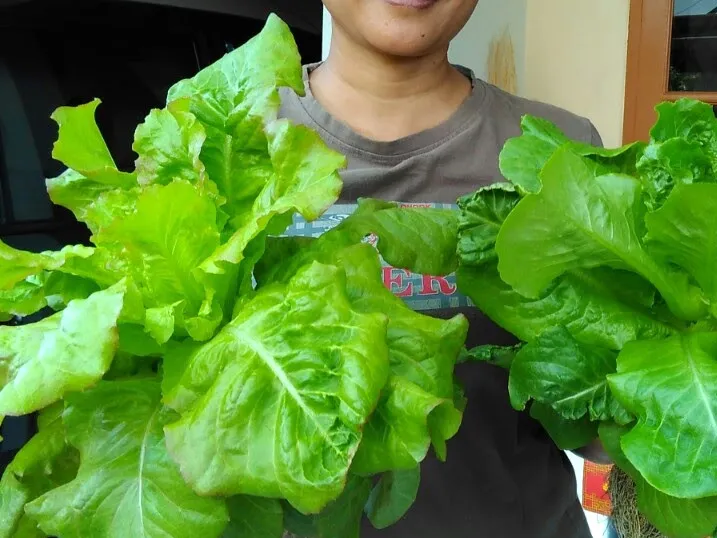 harvest.jpg
