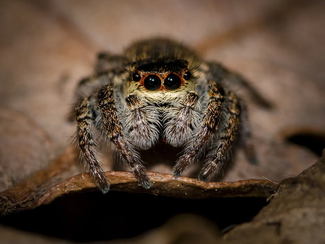 spider looking at me .jpg