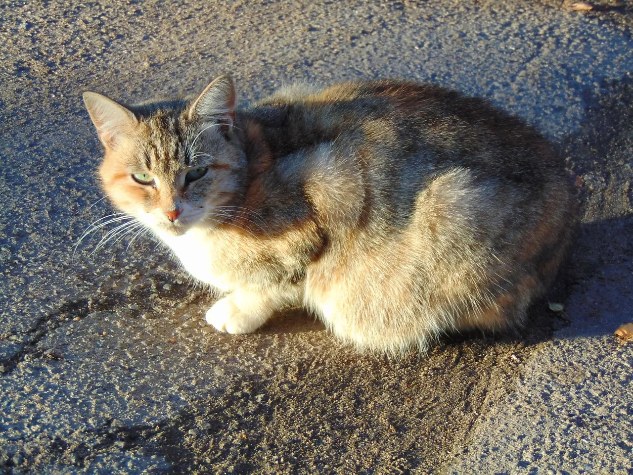 DSC00528-.JPG
