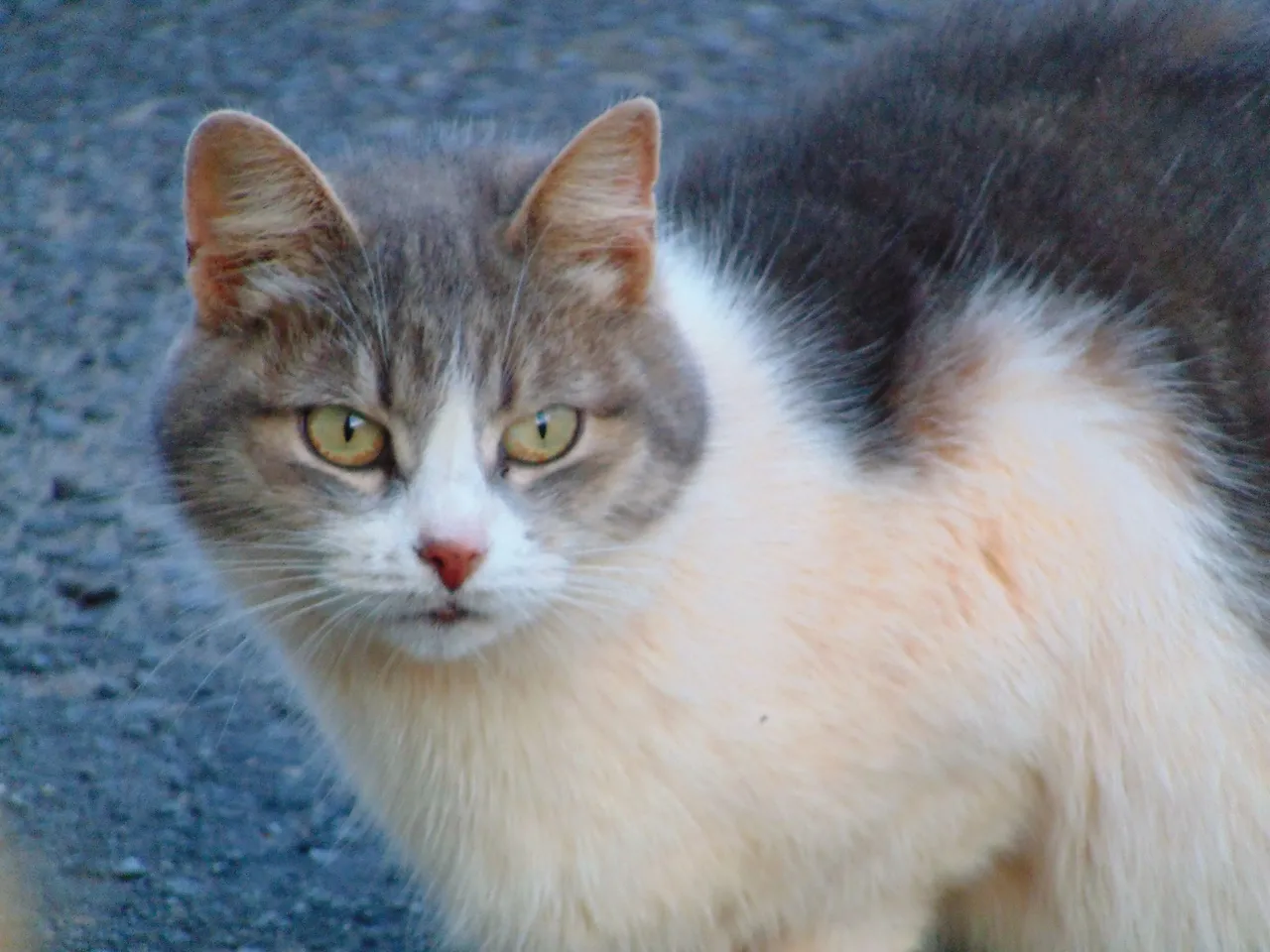 DSC00413-.JPG