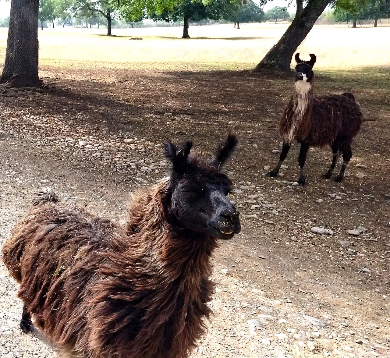 1654908183337_La-Llama.jpg