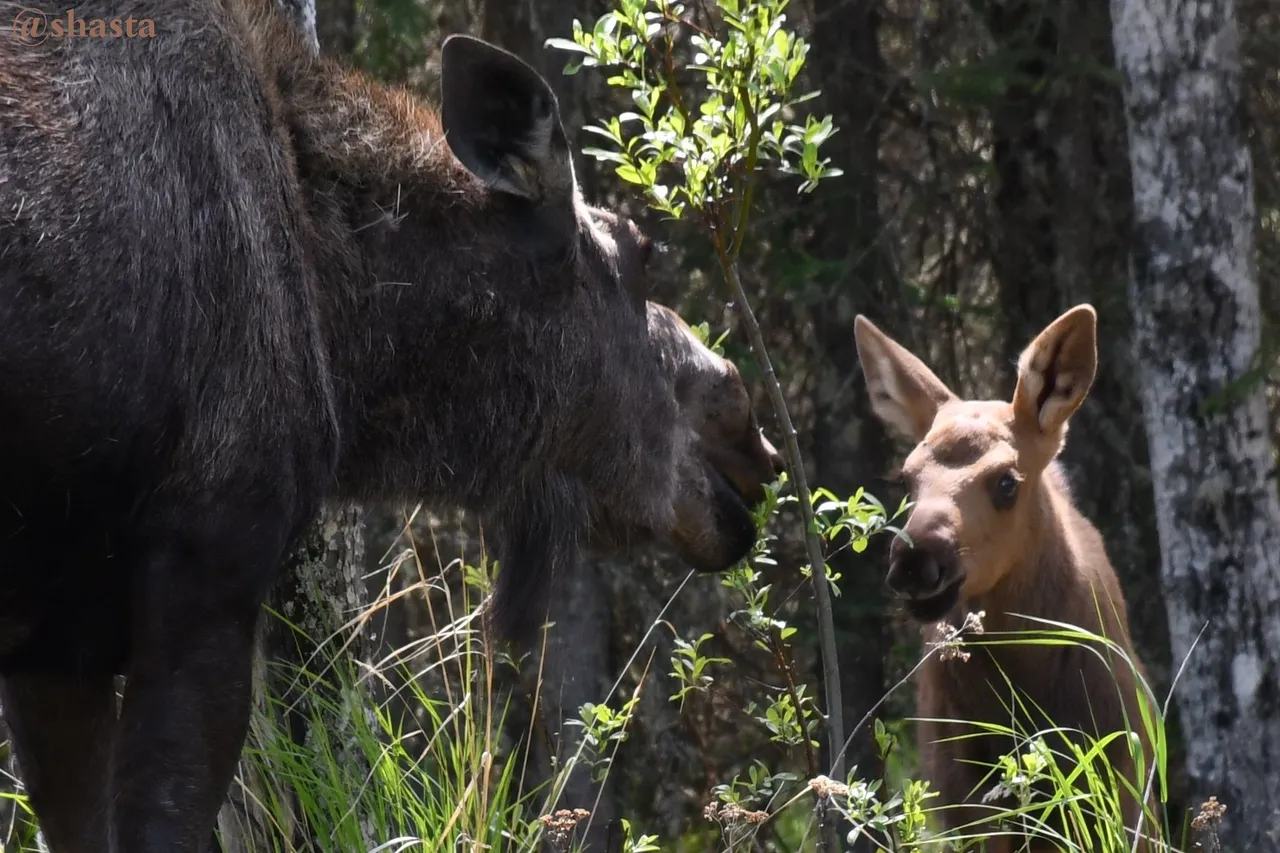 shasta2022june13th7moose1io.jpg