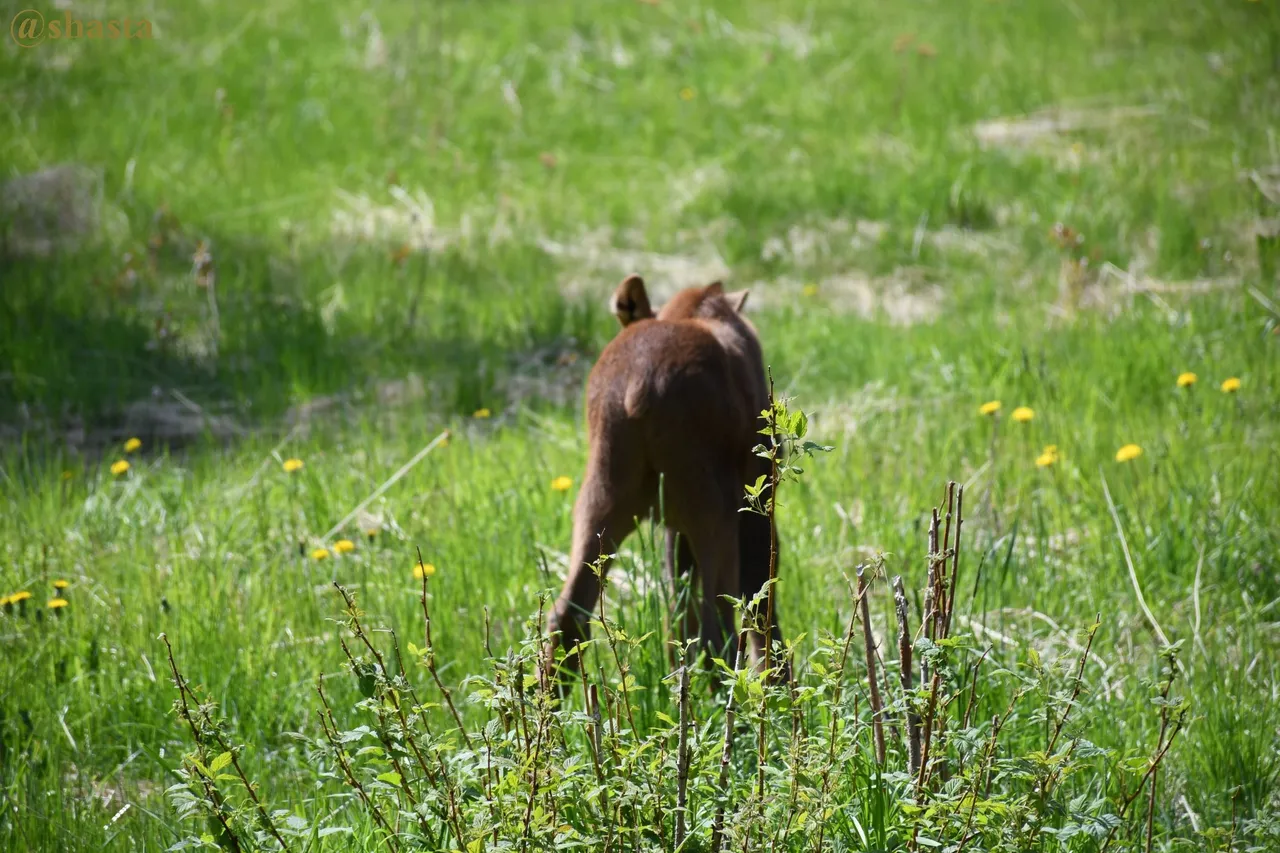 shasta2022sept9th47moose2io.jpg