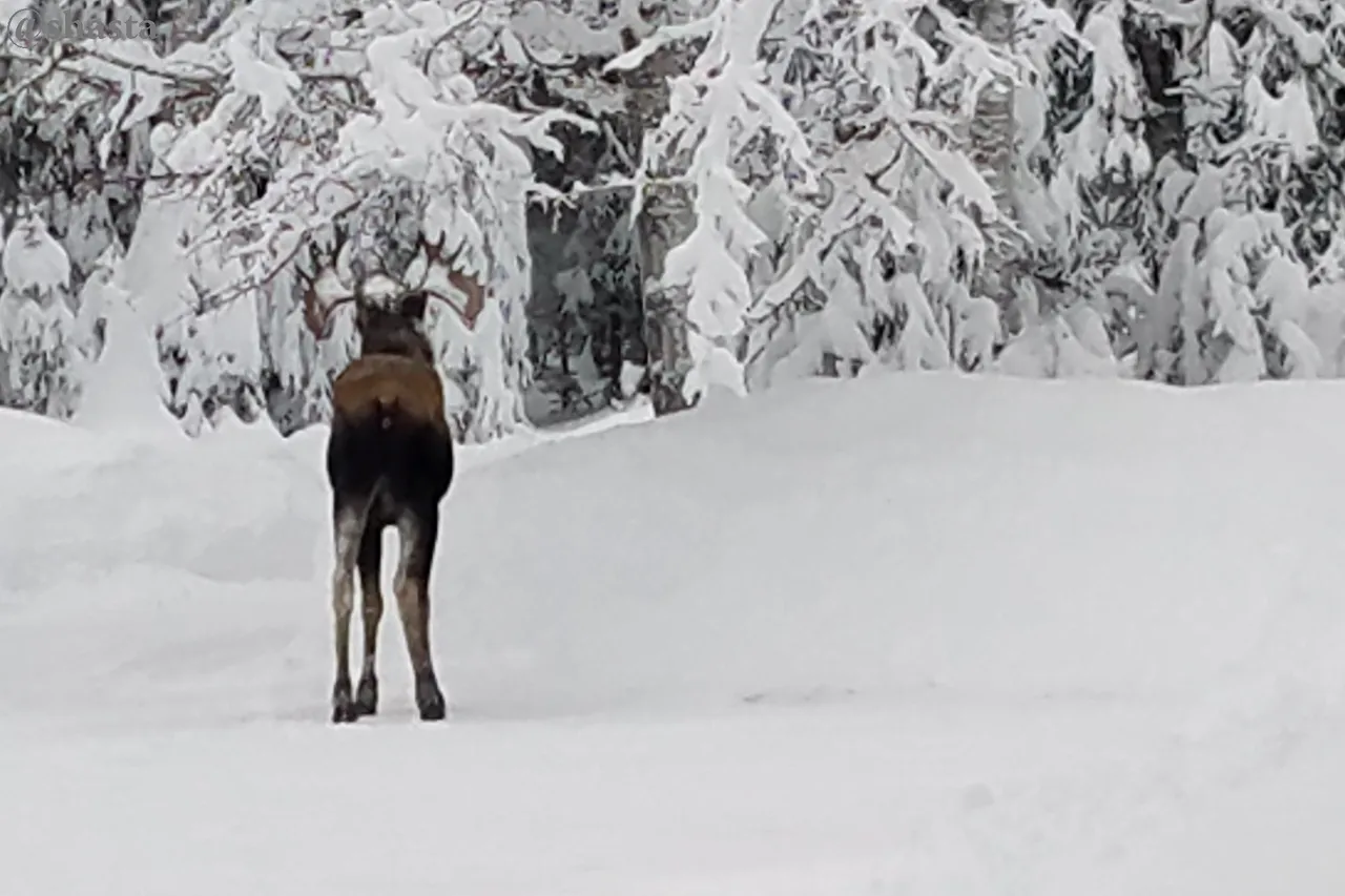 shasta2023jan1st47moose3io.jpg