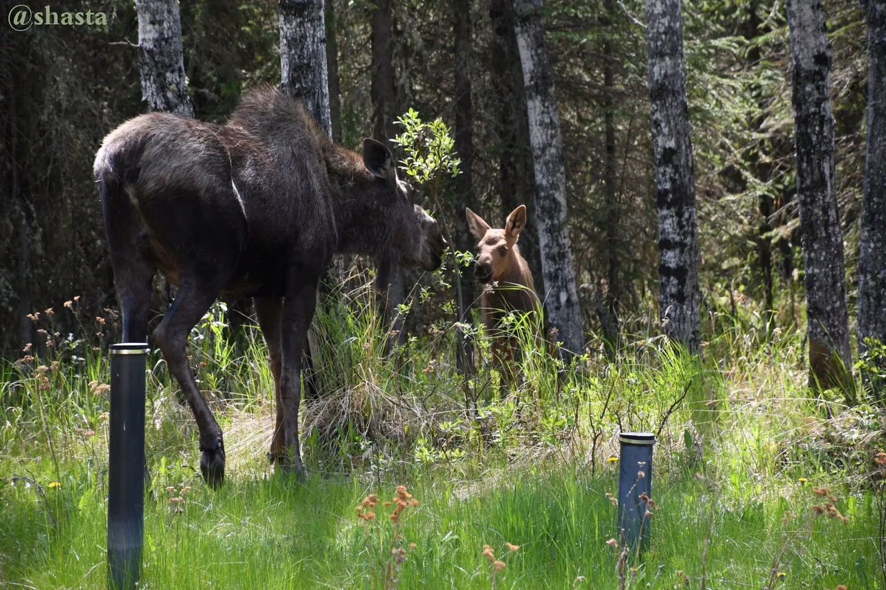 shasta2022june13th7moose3io.jpg