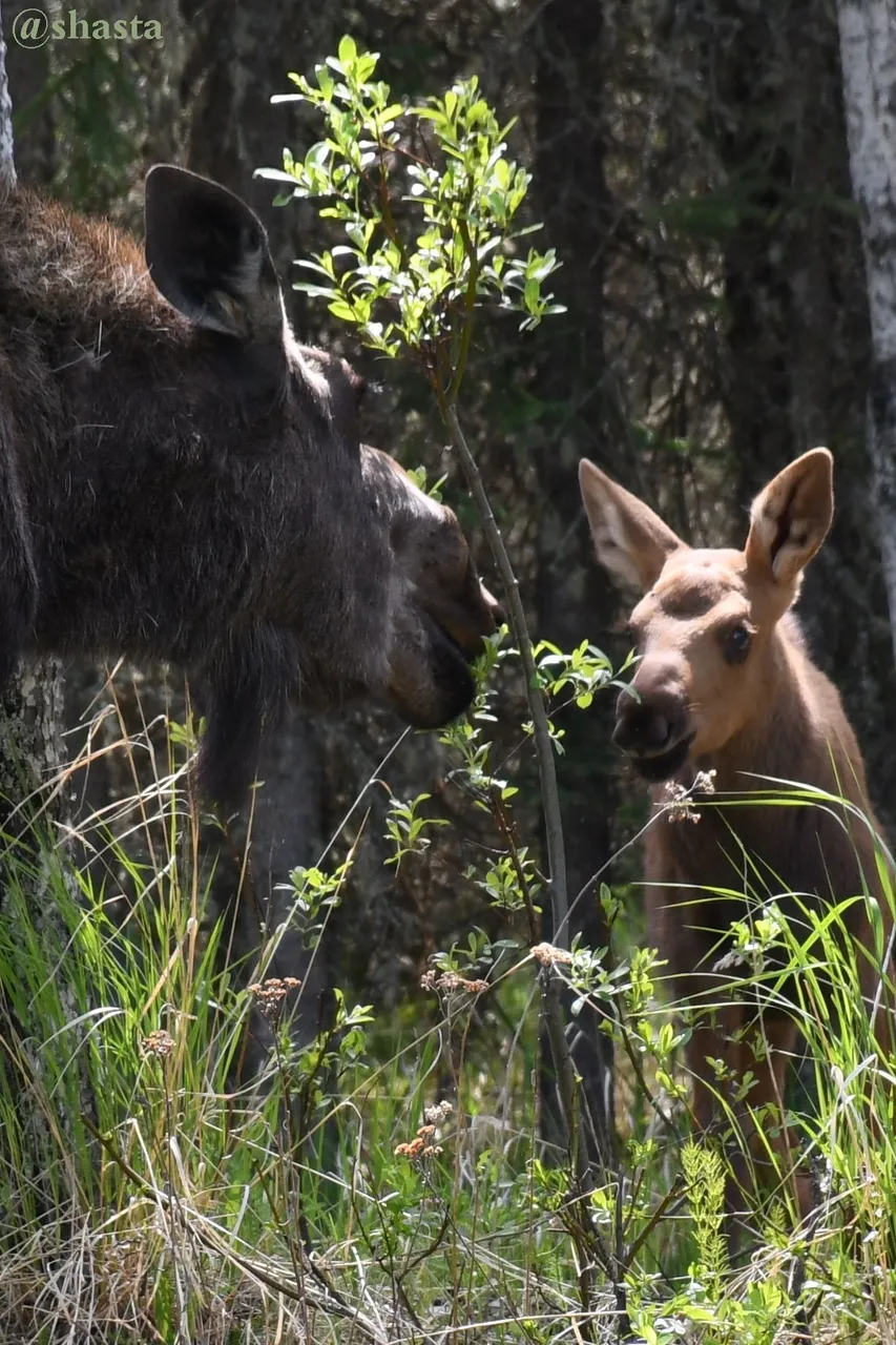 shasta2022june13th7moose2io.jpg