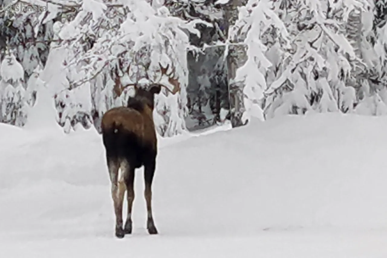 shasta2023jan1st47moose7io.jpg