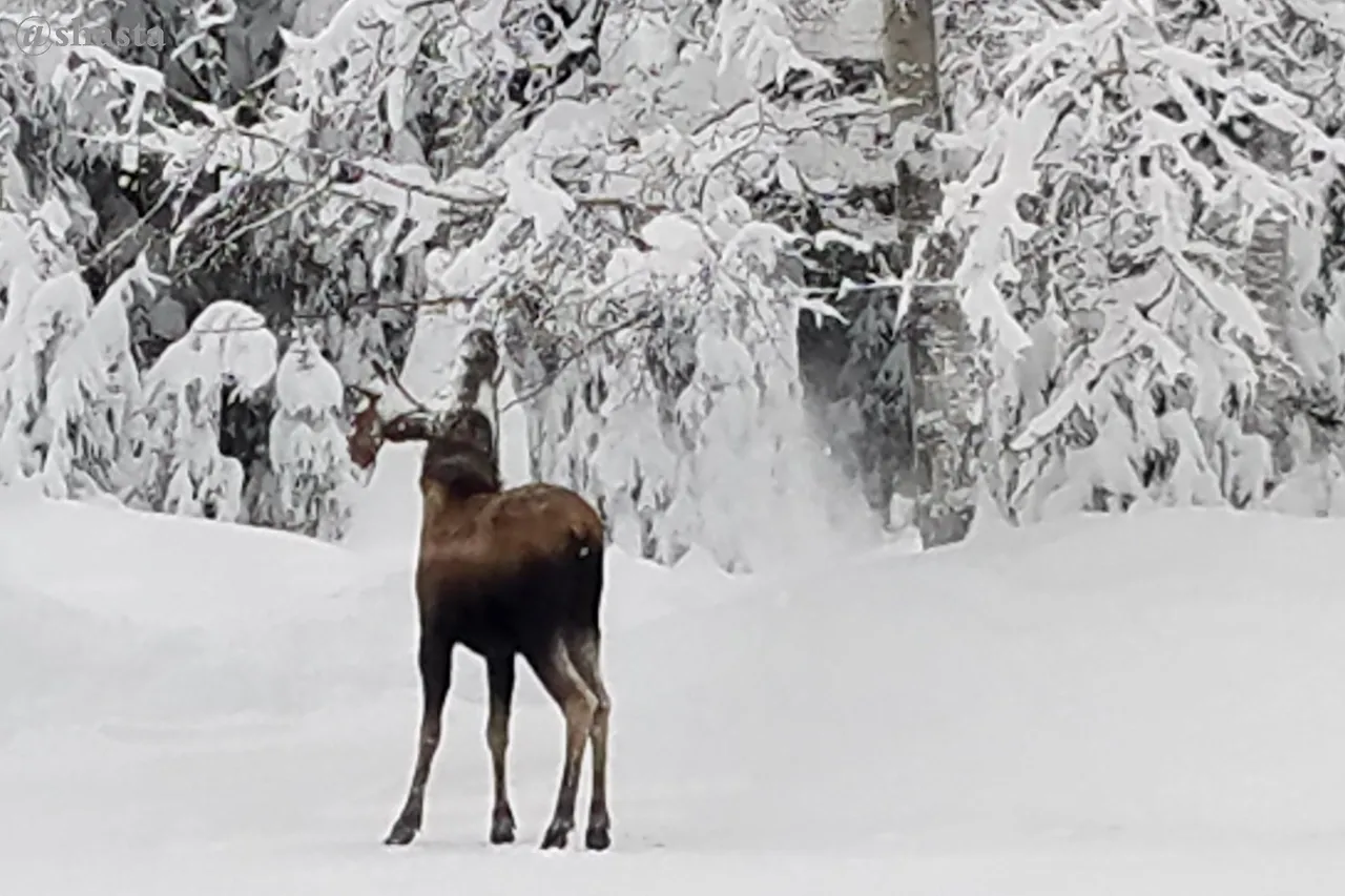shasta2023jan1st47moose4io.jpg