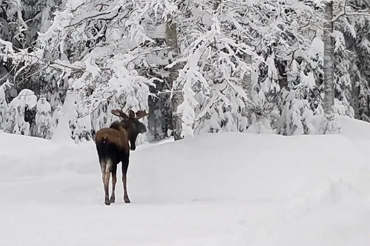 shasta2023jan1st47moose8io.jpg