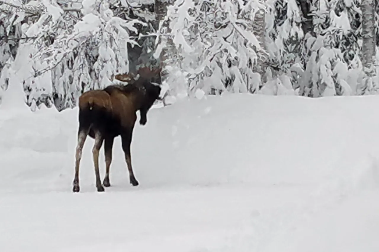 shasta2023jan1st47moose6io.jpg