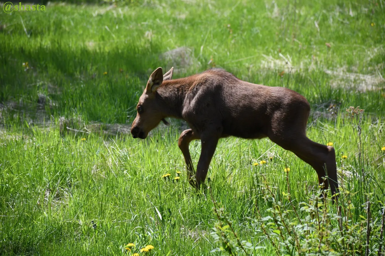 shasta2022july5th47moose1io.jpg