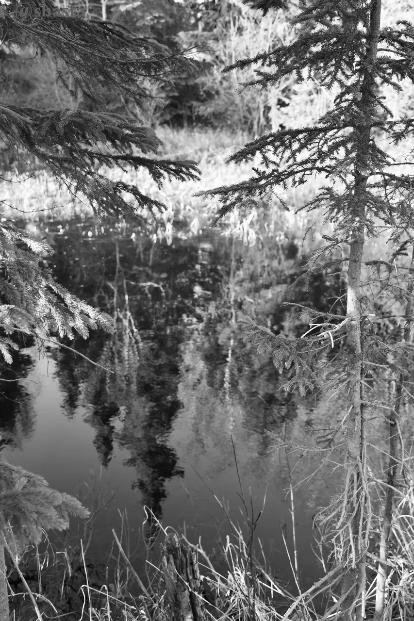 shasta2023april28th47pond2io.jpg