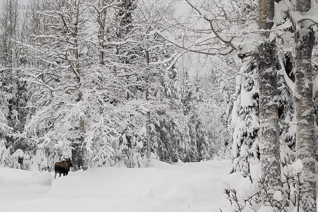 shasta2023jan1st47moose10io.jpg