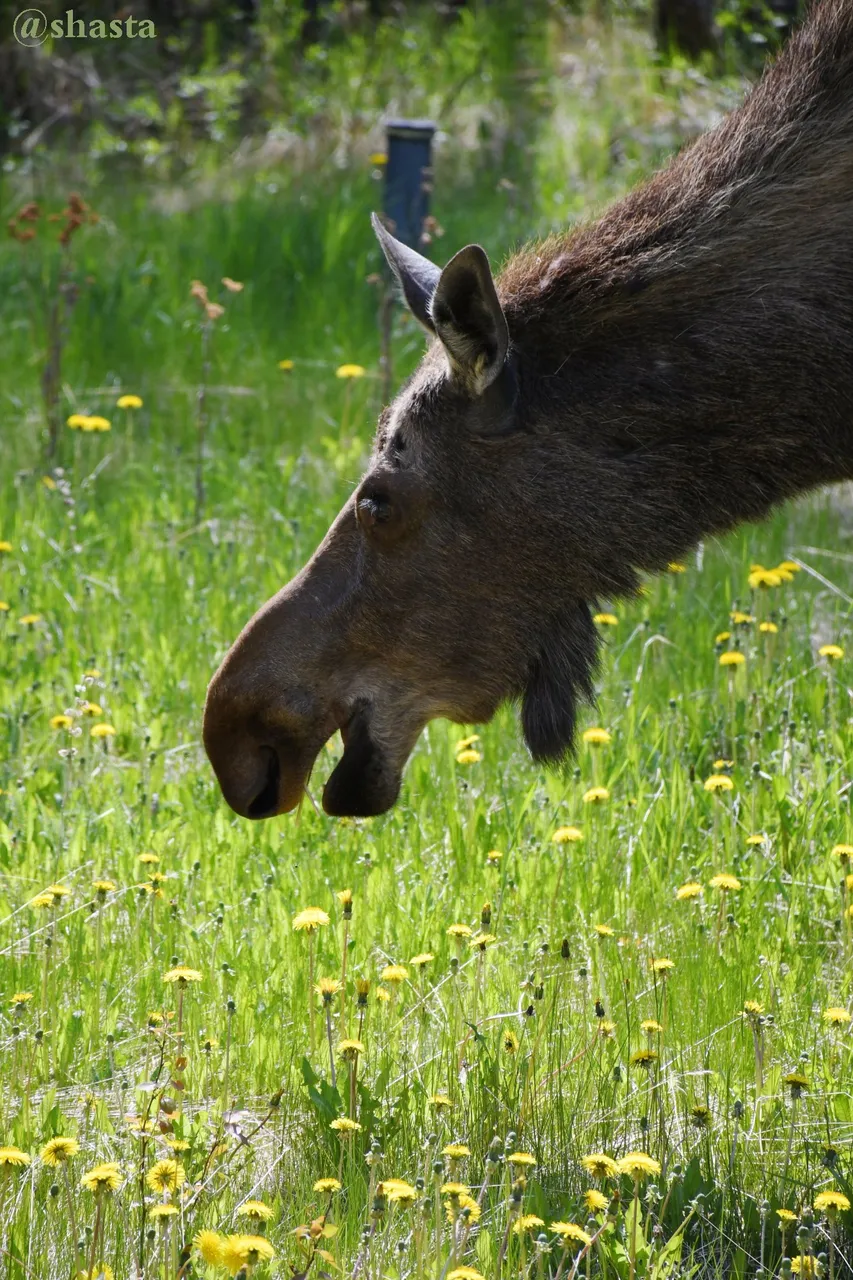 shasta2022june28th47moose2io.jpg