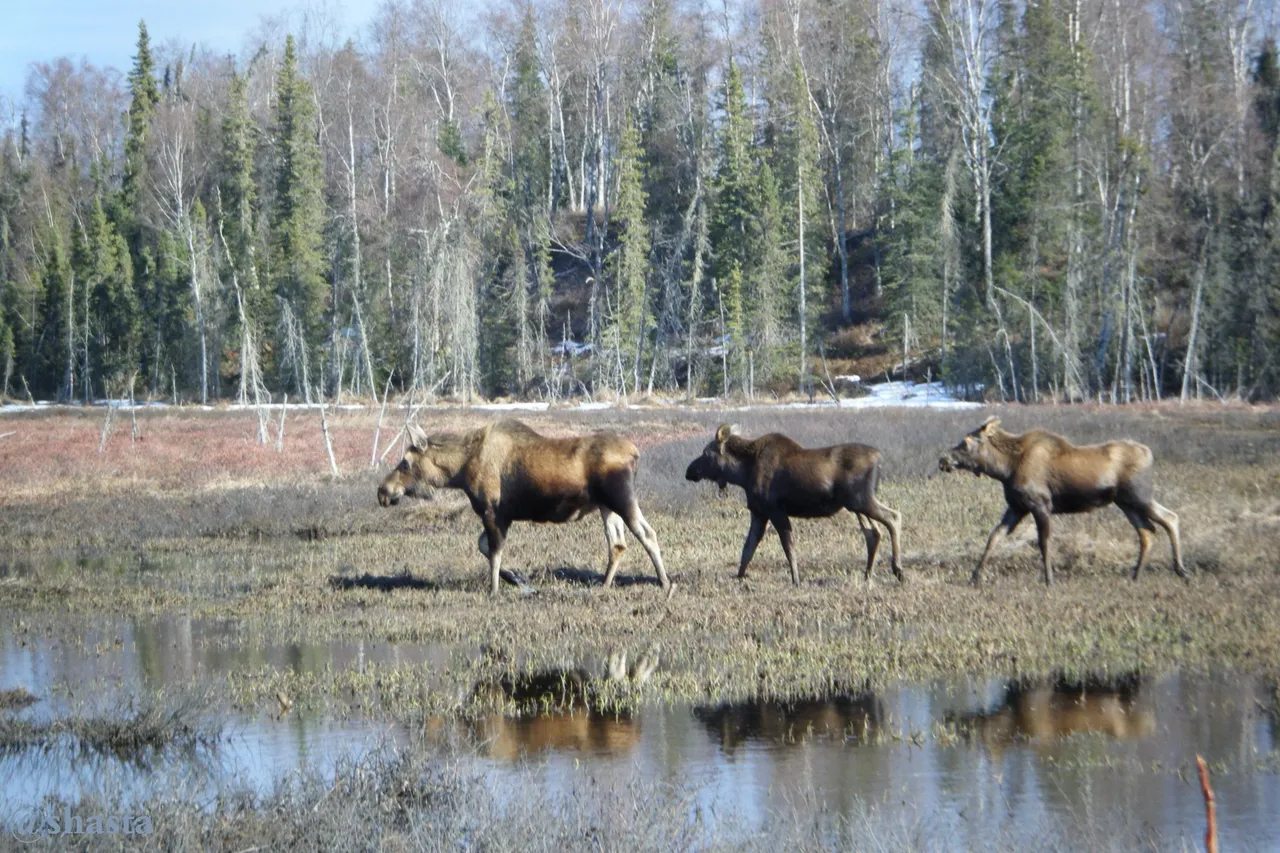 shasta2022aug5th47moose2io.jpg