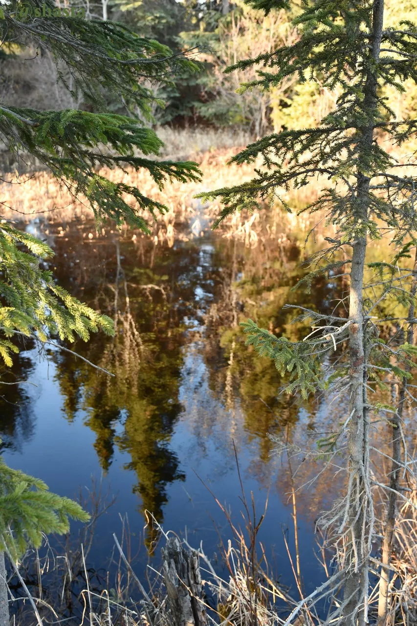 shasta2023april28th47pond1io.jpg