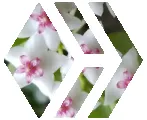 shasta2023july20th47hive804io.png