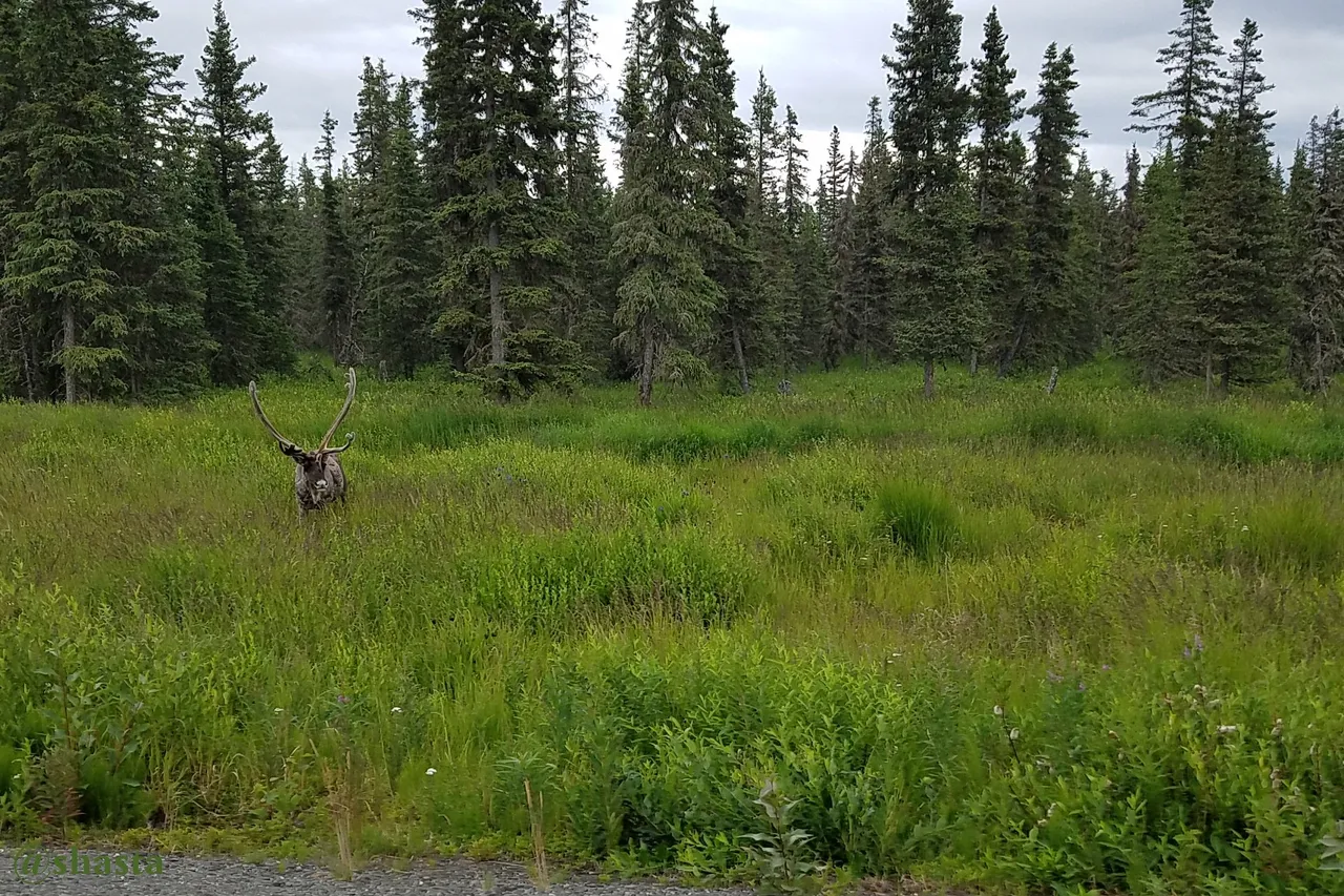shasta2022aug15th47caribou4io.jpg