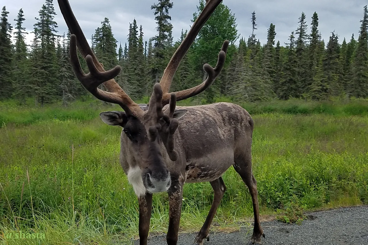 shasta2022aug15th47caribou2io.jpg
