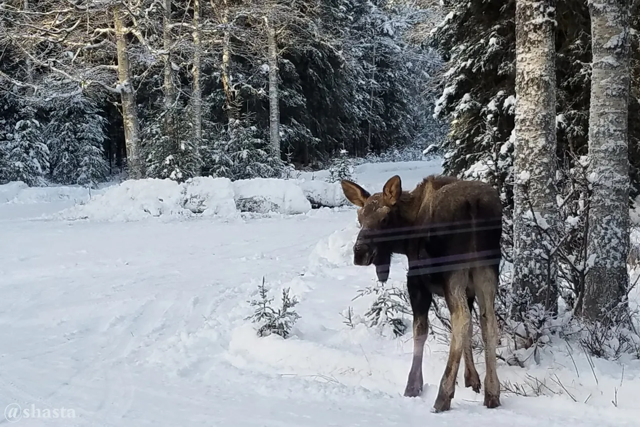 shasta2022dec3rd47moose2io.jpg