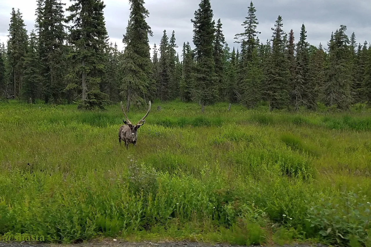 shasta2022aug15th47caribou3io.jpg
