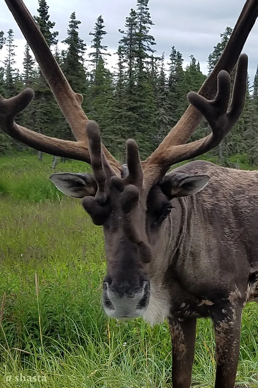 shasta2022aug15th47caribou8io.jpg