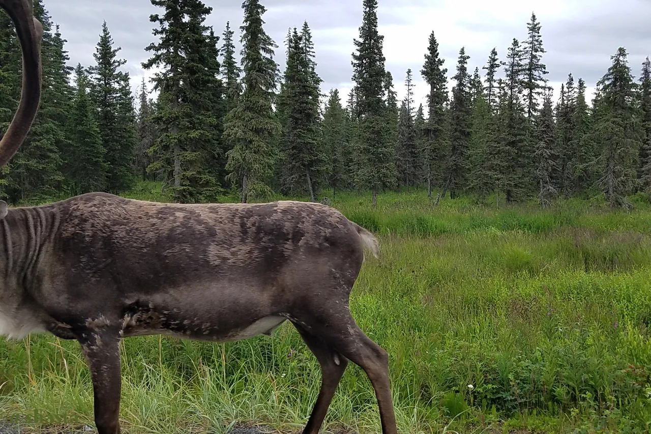 shasta2022aug15th47caribou5io.jpg