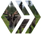 shasta2022aug15th47hivecaribou804io.png