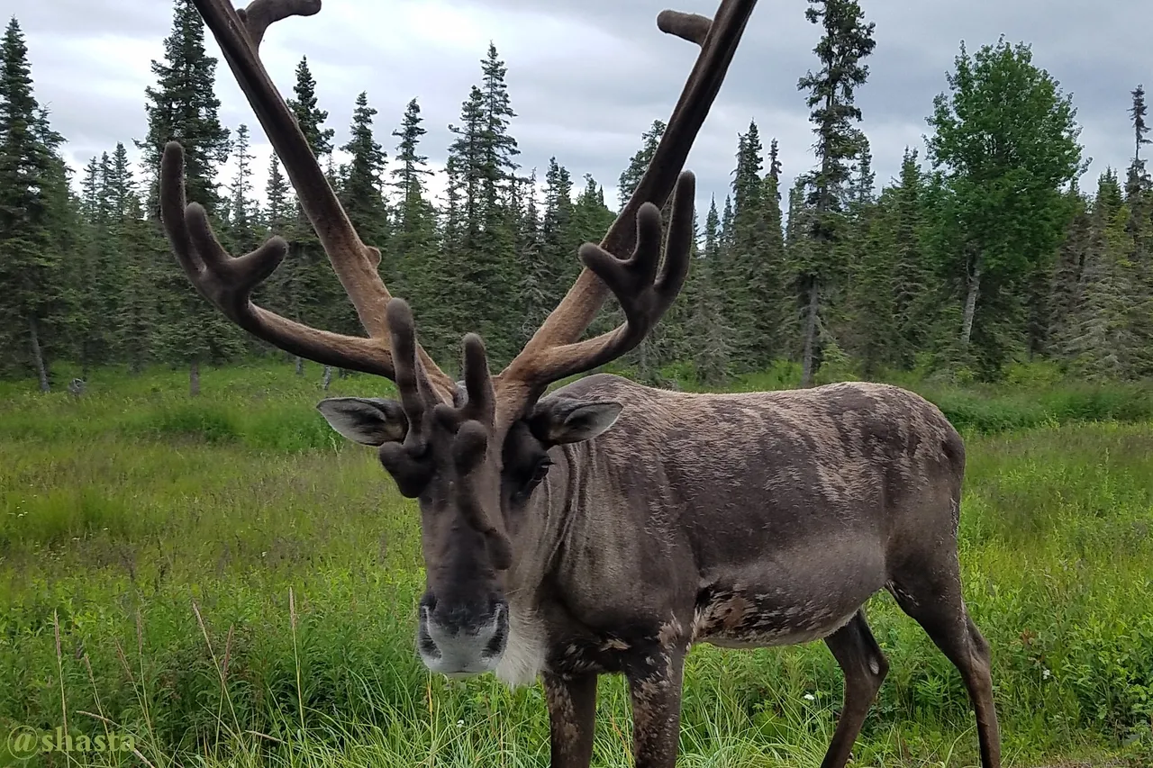 shasta2022aug15th47caribou1io.jpg