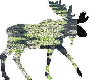 shasta2022may12th47mymoose804io.png