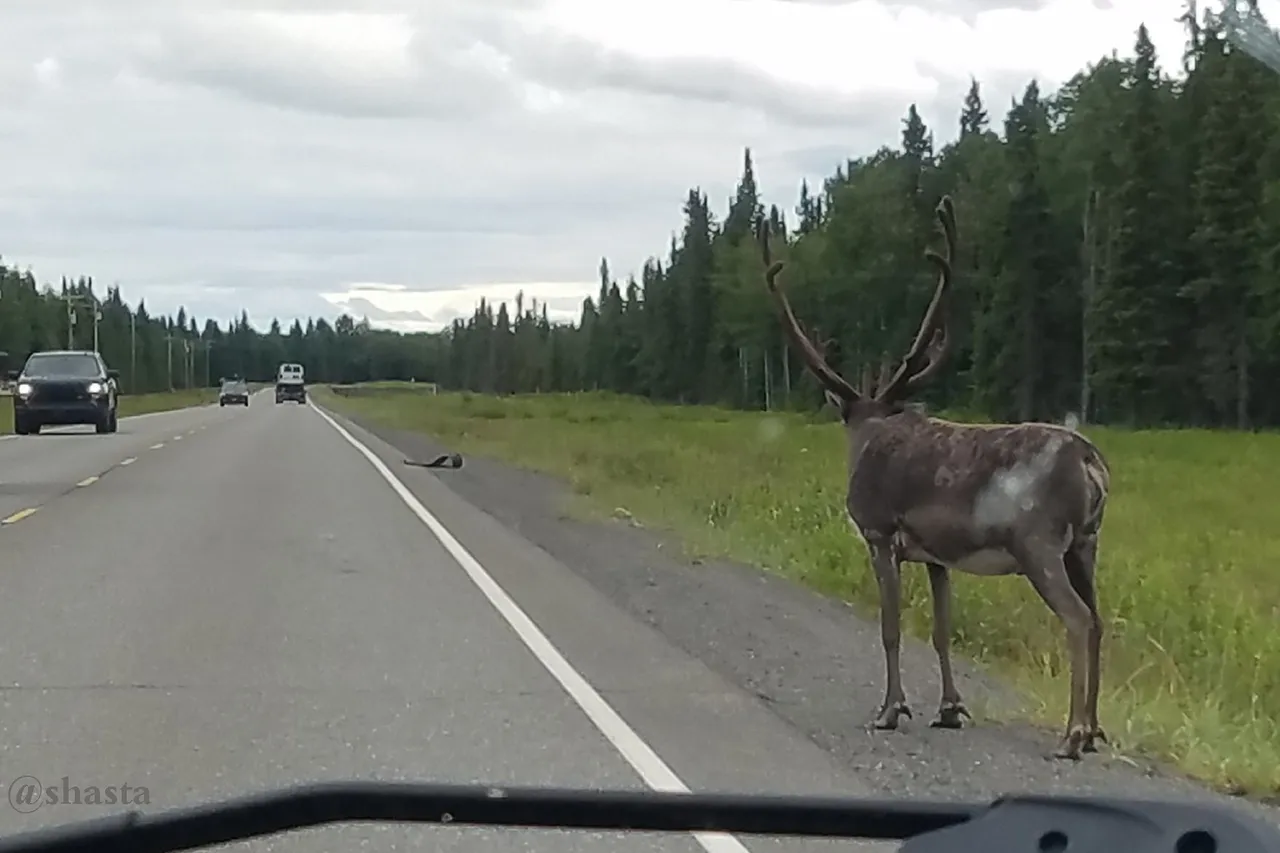 shasta2022aug15th47caribou6io.jpg