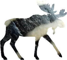 shasta2022dec18th47mymoose804io.png