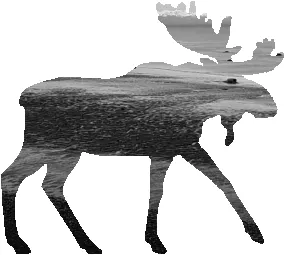 shasta2023jan5th47mymoose804io.png