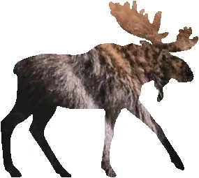 shasta2022july5th47mymoose804io.png