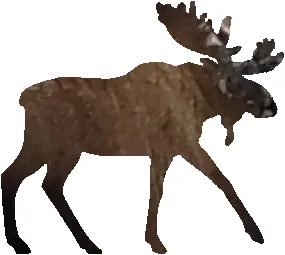 shasta2023jan1st47mymoose804io.png