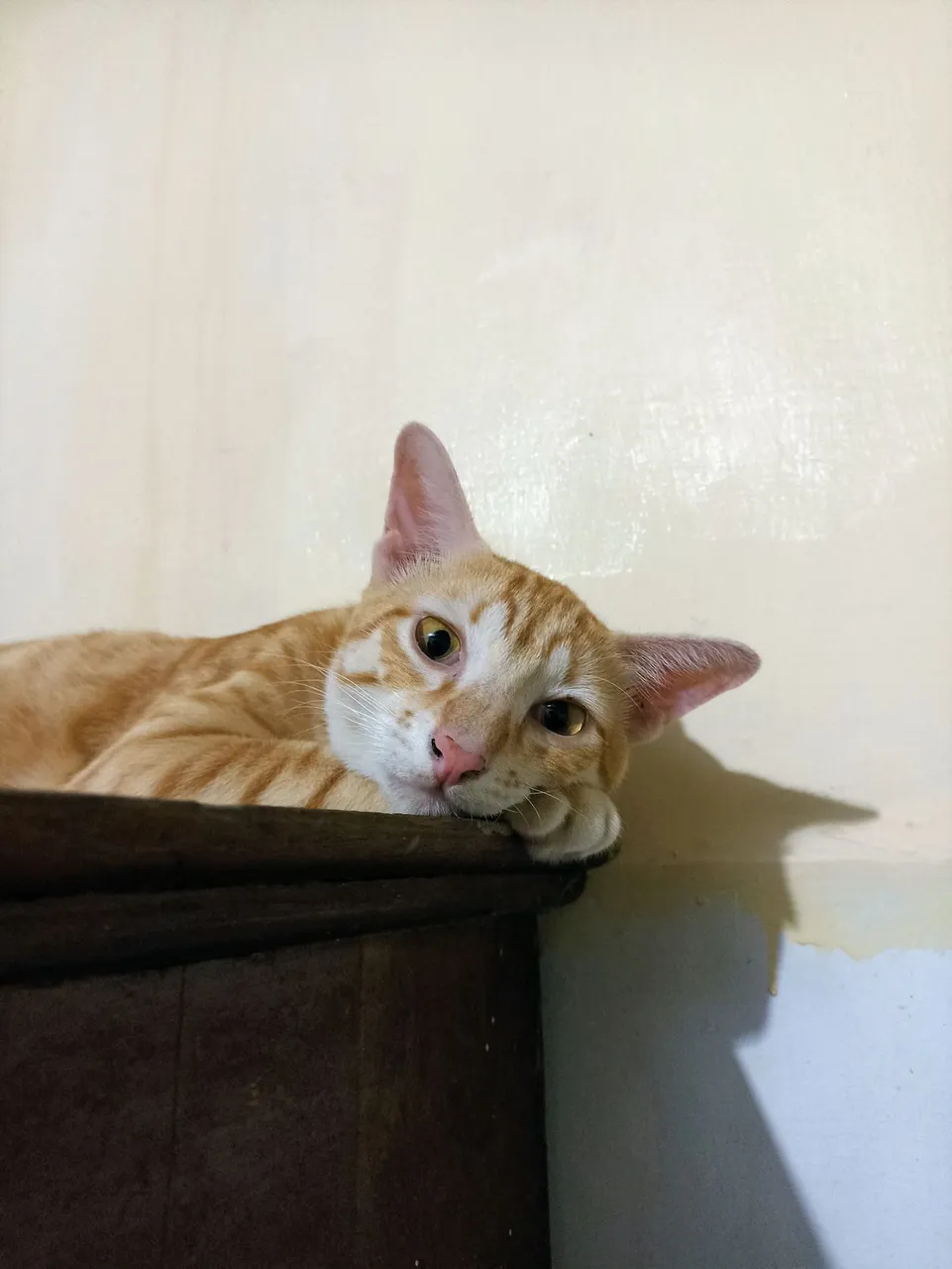 Rainy on the Cupboard 2m.jpg