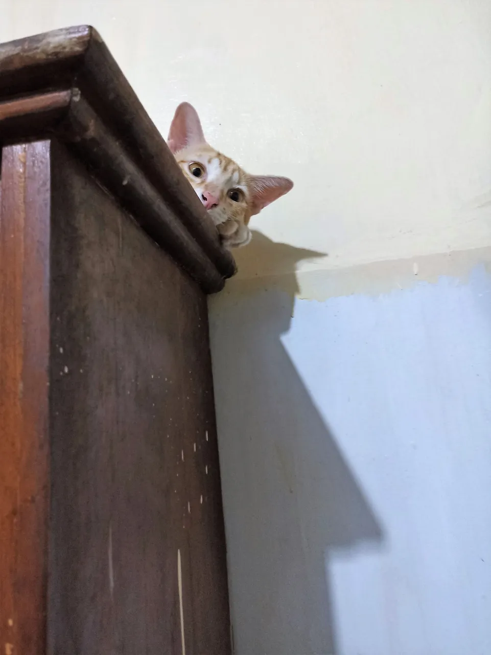 Rainy on the Cupboard 1.jpg