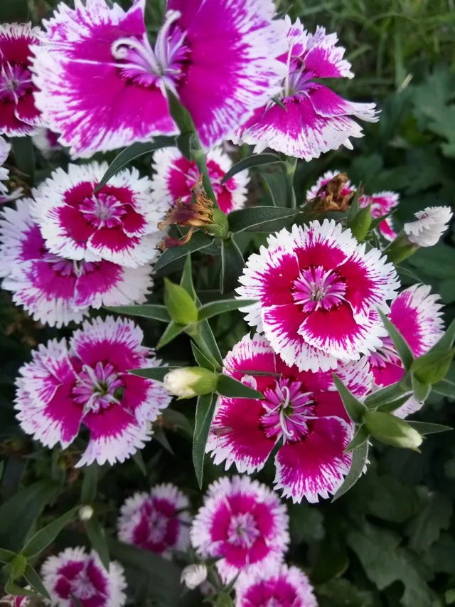 Dianthus Flower.jpg