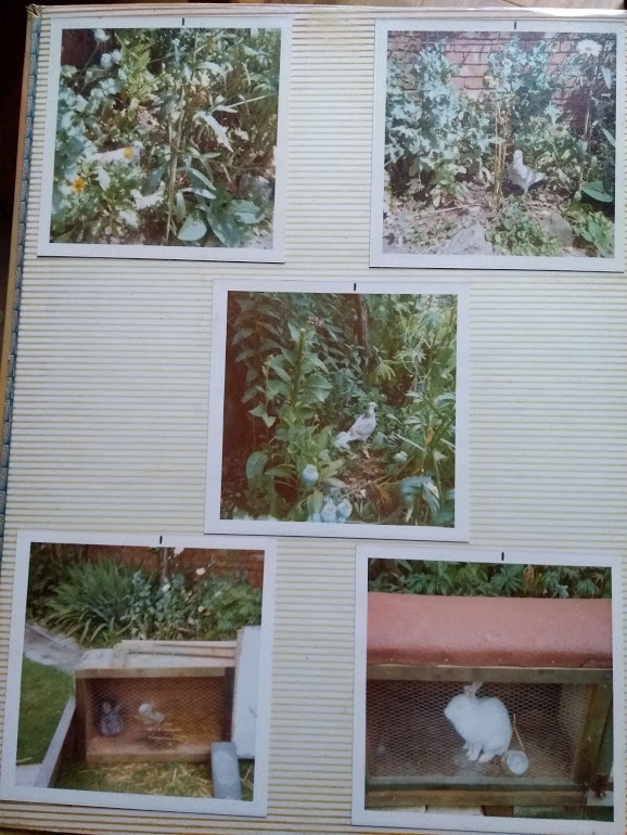 Album