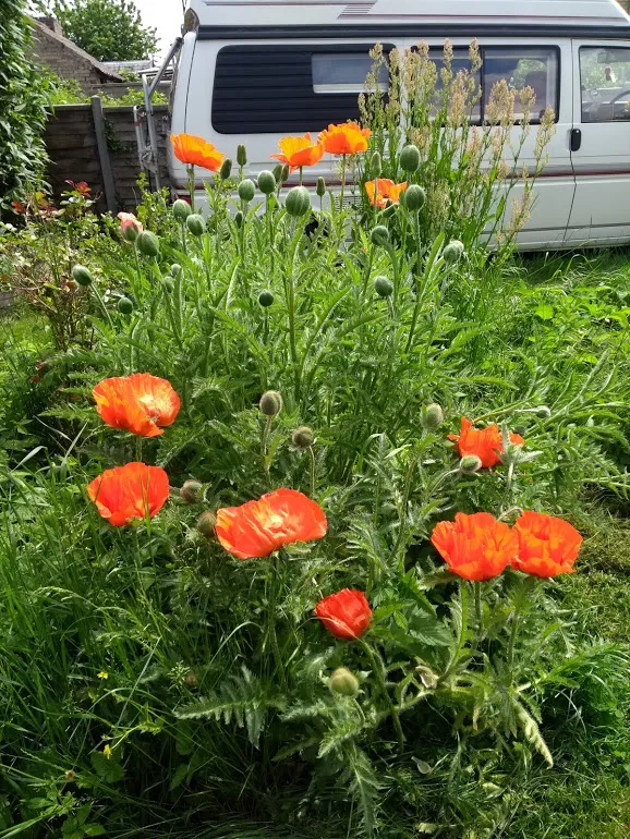 Poppies